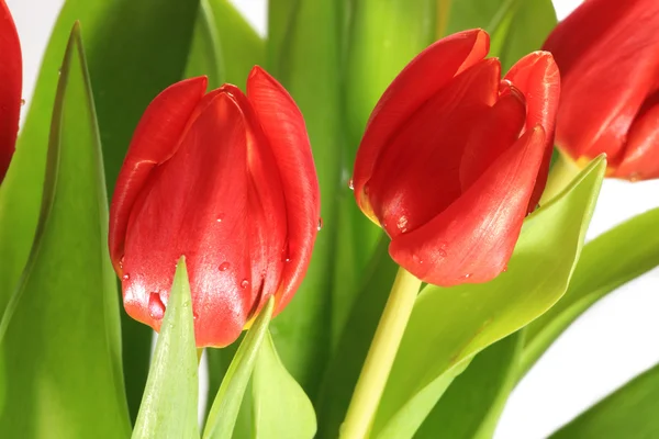 Un ramo fresco de tulipanes con gotas de agua cubiertas — Foto de Stock