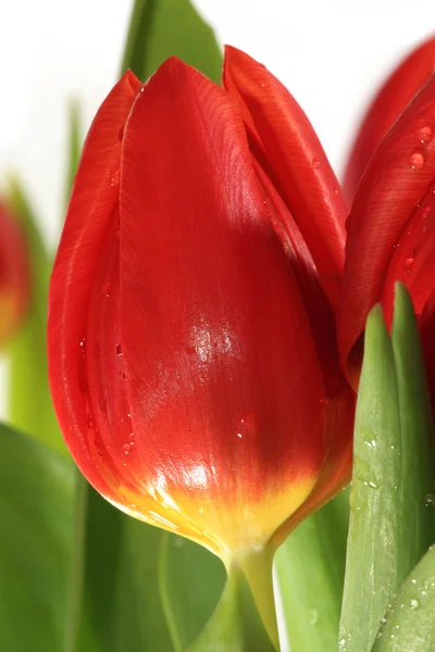 Крупный план свежего цветения тюльпана с капельками воды — стоковое фото