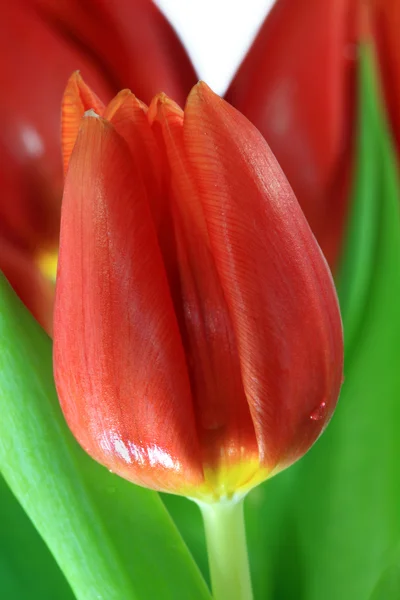 Крупный план свежего цветения тюльпана с капельками воды — стоковое фото