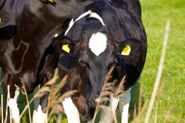 Zblízka mladého dobytka s ušní značky na pastvinách — Stock fotografie