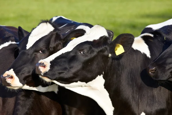 Close-up de gado jovem com marcas de orelha em um pasto — Fotografia de Stock