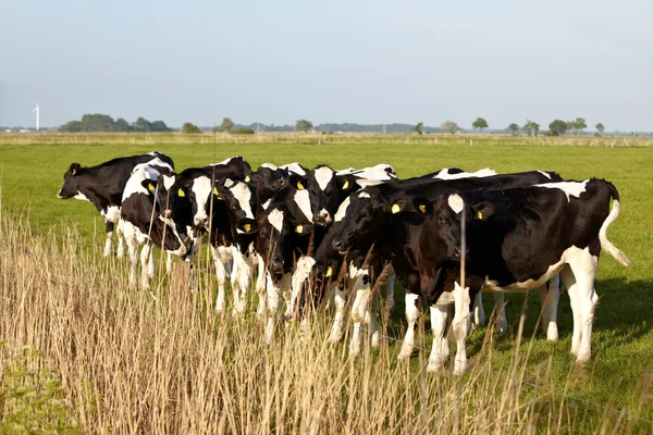 Νεαρά βοοειδή με αυτί Ετικέτες στο πράσινο λιβάδι — Φωτογραφία Αρχείου