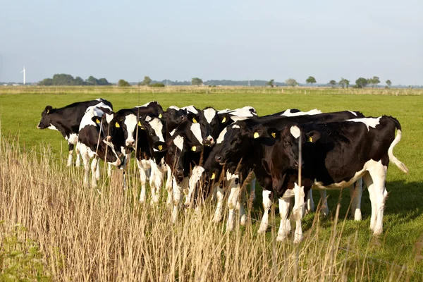 Jonge runderen met oor tags op de groene weide — Stockfoto