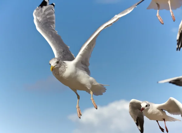 Gulls in flight on a blue sky — Stock Photo, Image