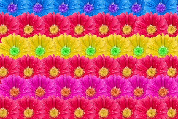多色花卉花朵背景 — 图库照片