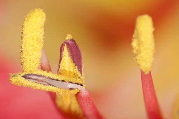 Extreme close up view of a amaryllis flower temple — Stock Photo, Image