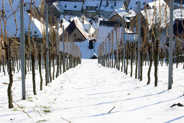 Wijngaard bedekt met sneeuw — Stockfoto