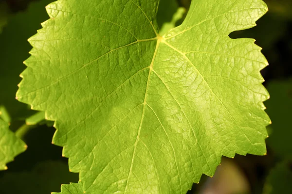 Stock image Close up of a green vine-leaf