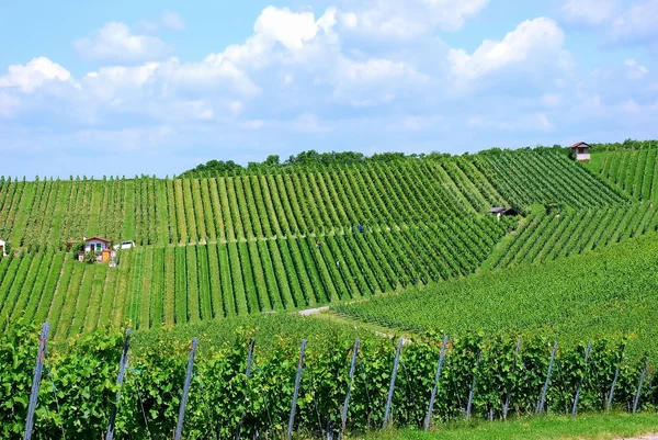 Grape harvesting in a vineyard in South Germany — Stock Photo, Image
