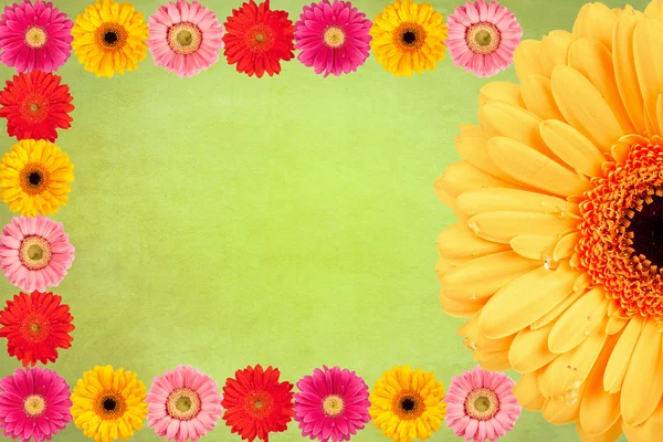 Daisy flowers Vintage background — Stock Photo, Image