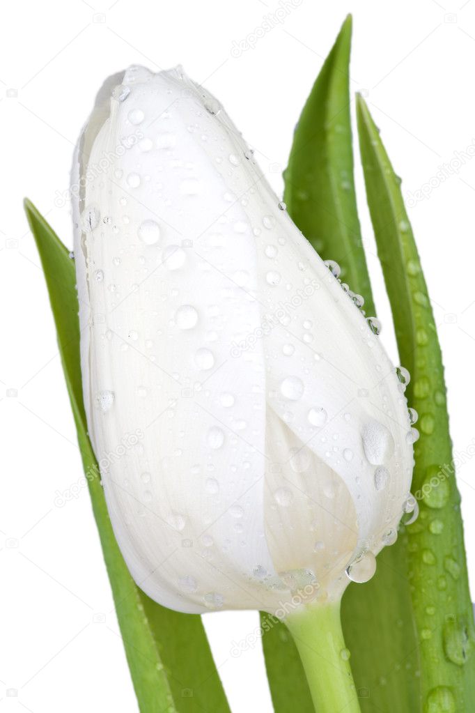 Close up view of a white tulip Blossom