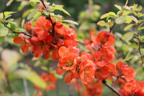 stock image Bush is blooming small red flowers