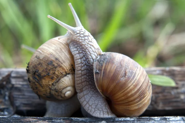 stock image Snail fight