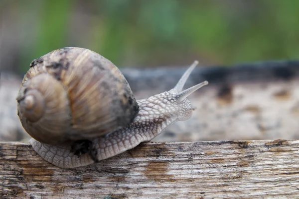 Walking the plank — Stock Photo, Image