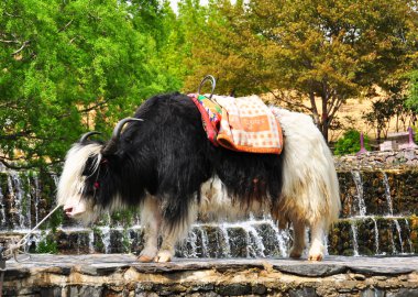 yak onun adıdır