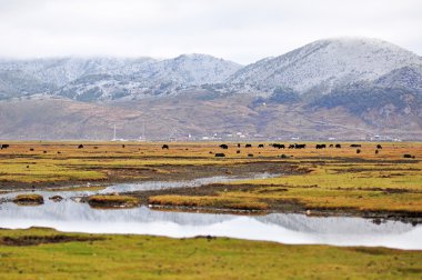 çayır