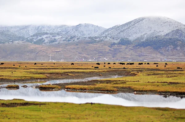 stock image Grassland