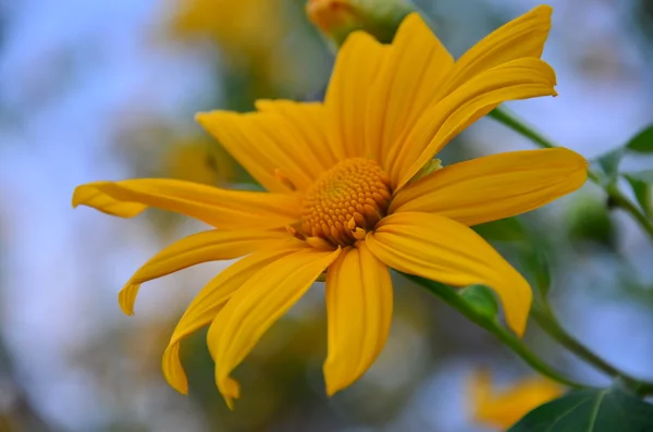 Bliska kwiat — Zdjęcie stockowe