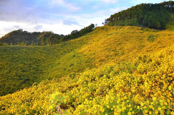 stock image Golden mountain