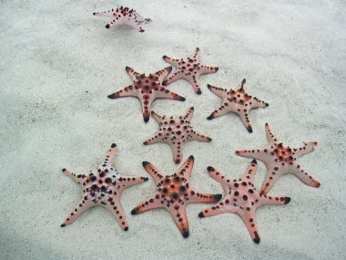 Starfish Family clipart