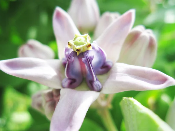 Korona kwiatu — Zdjęcie stockowe