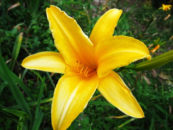 Lilly żółty — Zdjęcie stockowe