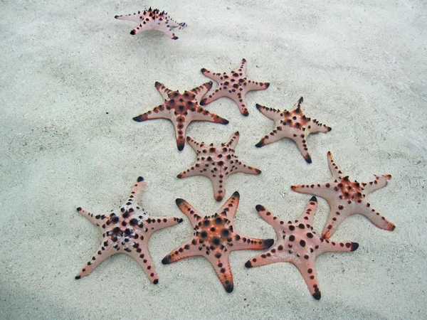 Famiglia delle stelle marine — Foto Stock