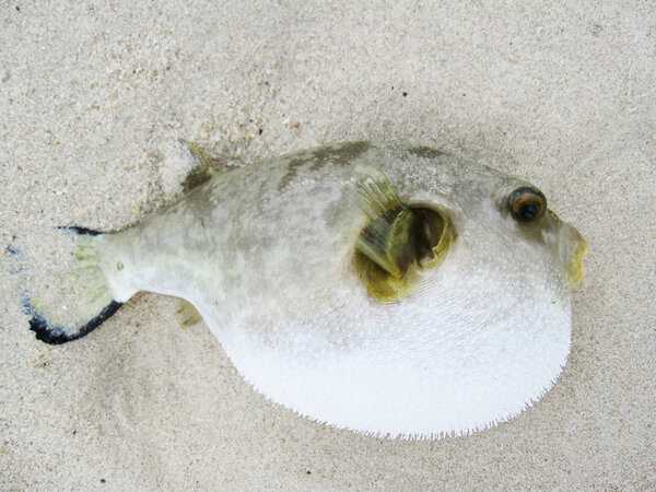 Puffer Fish