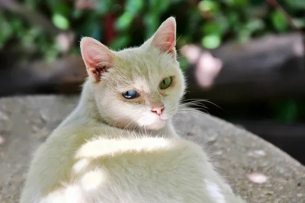 Branco gato olhos azuis e verdes — Fotografia de Stock