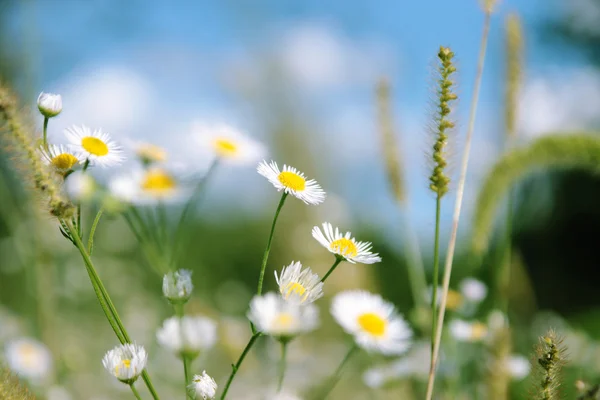 stock image Place blooms