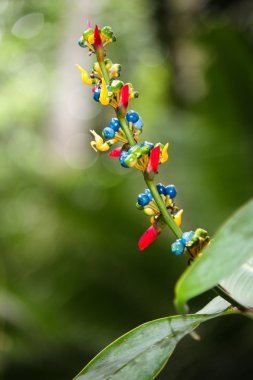 nadir heliconia