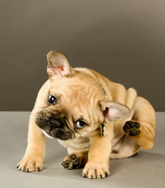 Adorable Scratching Puppy — Stock Photo, Image