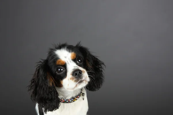 Cavalier King Charles Spaniel Puppy Head shot — Zdjęcie stockowe