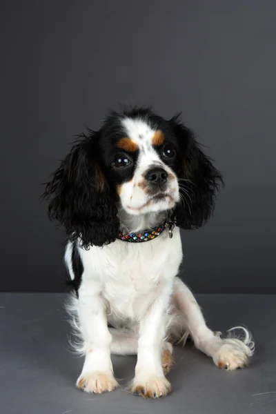 Cavalier King Charles Spaniel cucciolo — Foto Stock