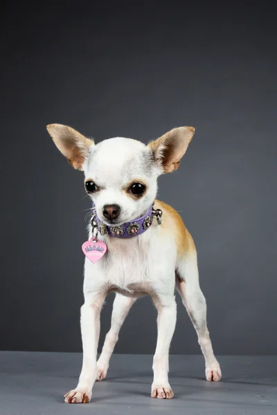 Princesa Chihuahua — Fotografia de Stock