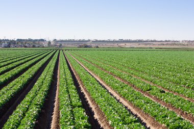 Laser straight field rows in the desert horizontal clipart