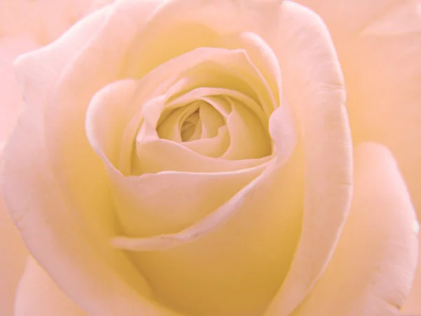 Rosa Rose Blume Nahaufnahme blumigen Hintergrund — Stockfoto