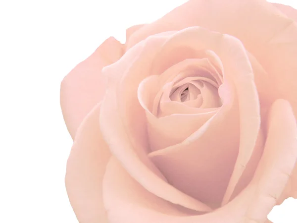 Рожева квітка троянди крупним планом — стокове фото
