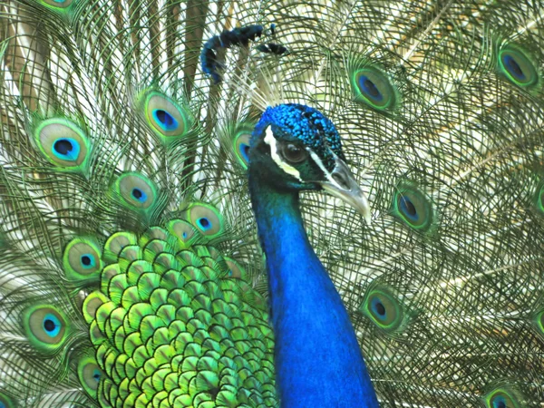 Peacock bird macro — Stock Photo, Image