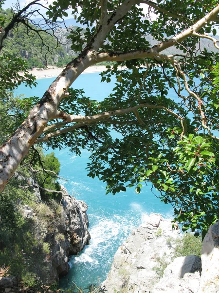 stock image High view of coastline through tree leaves