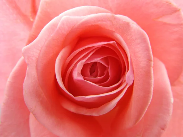 Różowa róża streszczenie tekstura tło — Zdjęcie stockowe