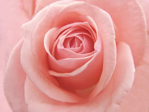 粉红玫瑰花瓣纹理背景 — 图库照片
