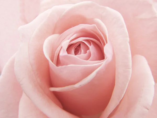 粉红玫瑰花瓣纹理背景 — 图库照片