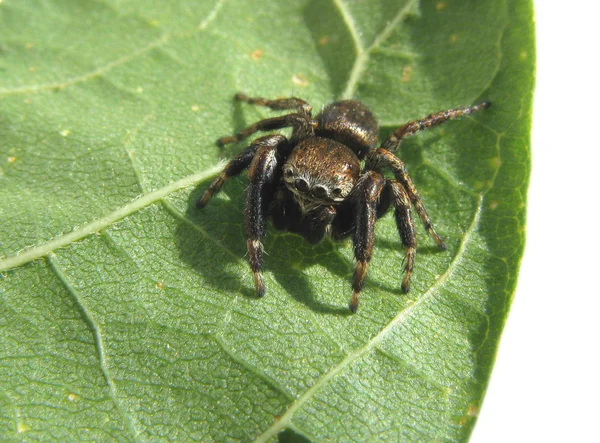 Джемпер павук макро перегляд — стокове фото