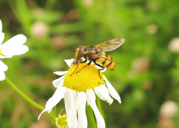 La abeja recogiendo polen en la margarita — Foto de Stock