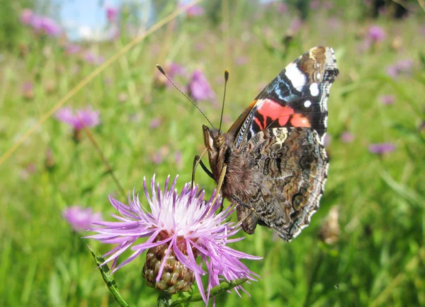 Polen de recolección de mariposas de colores — Foto de Stock