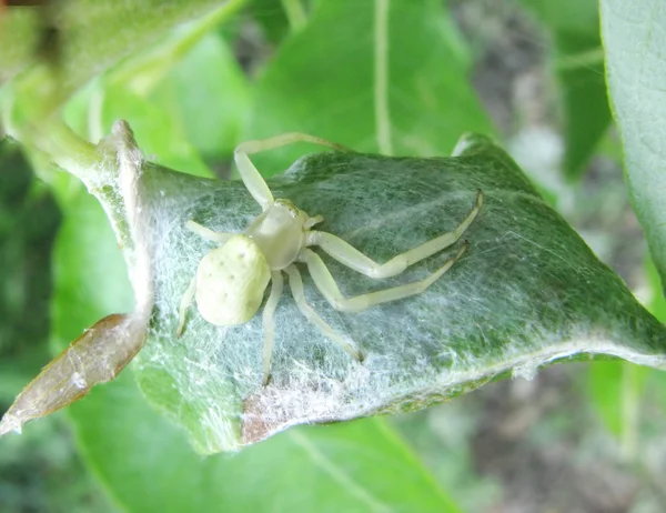 Желтый паук на листе — стоковое фото