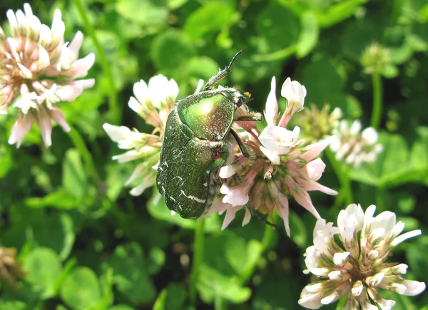 Green beetle on the white clover — Stock Photo, Image