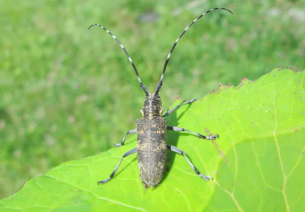 Великий жук з довгими антенами — стокове фото