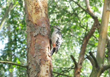 Woodpecker bird clipart